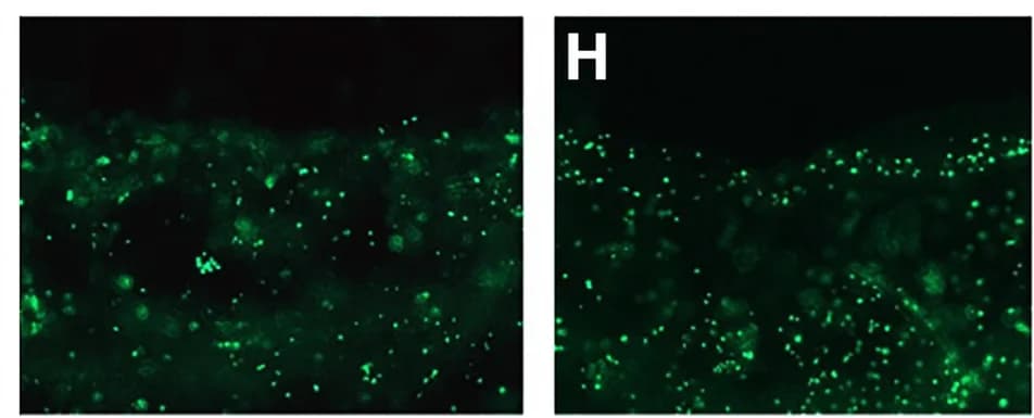 Open access visualization of Microscopy, EdU Labeling, hsp70 siRNA, Oral Siphon Amputation