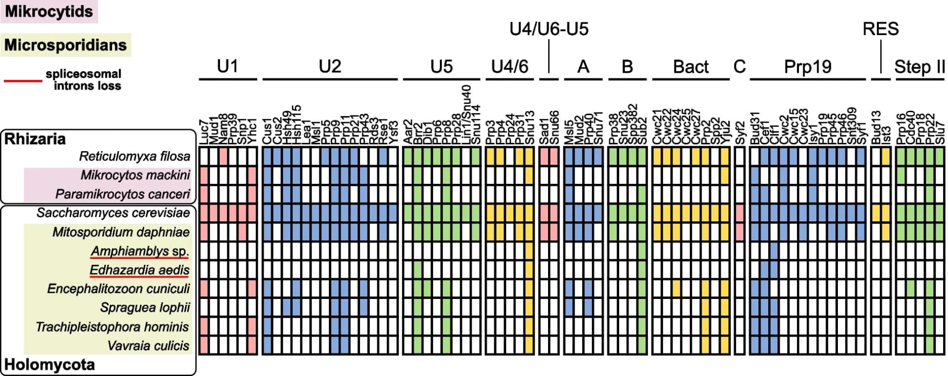 Open access visualization of Heatmap, Spliceosome, Mikrocytids, Microsporidians, Genomes