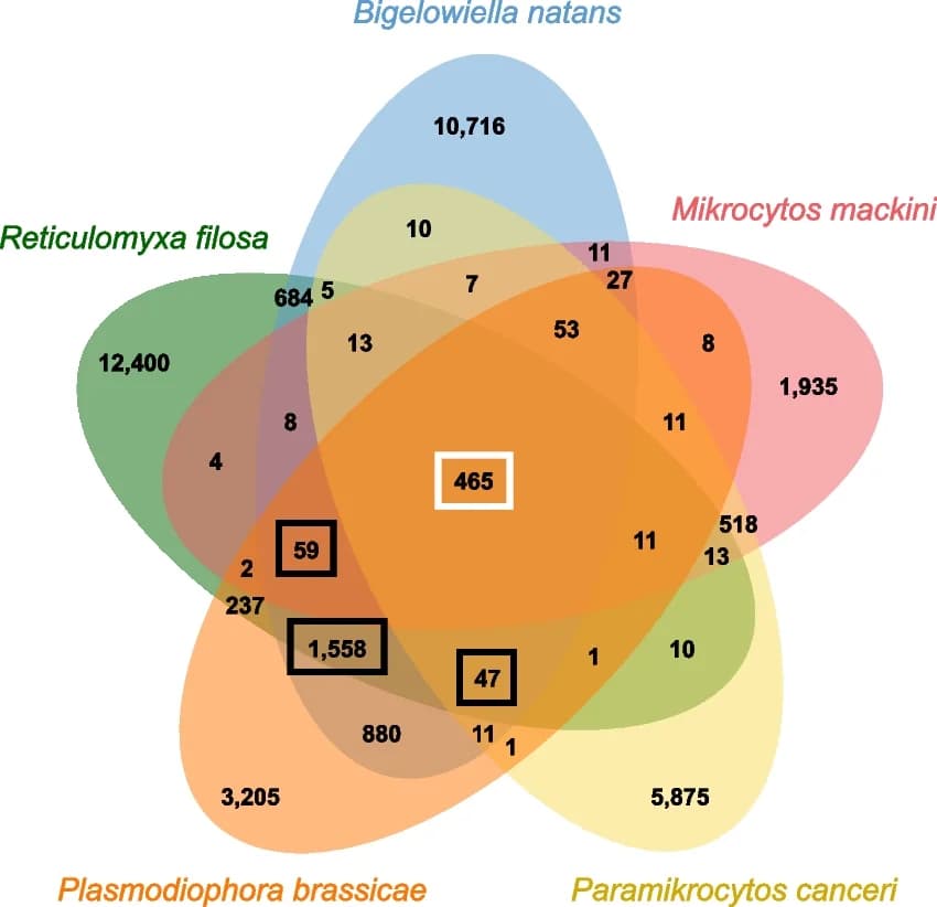 Open access visualization of Venn Diagram, Rhizarian Genomes, Orthogroups, Orthologous Genes
