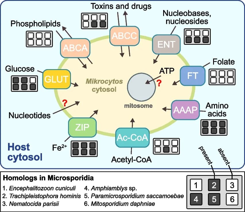 Open access visualization of Workflow, Illustration, Table Image, Transporters, M. mackini