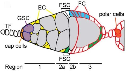 Open access visualization of Illustration, Germline Stem Cell, Escort Cells, Follicle Cells, Fas3