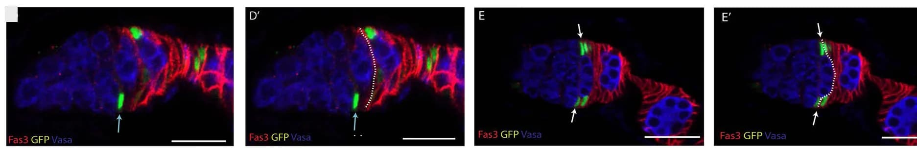 Open access visualization of Microscopy, FSC, GFP, Fas3, Vasa