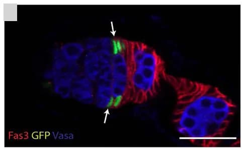 Open access visualization of Microscopy, FSC, GFP, Fas3, Vasa