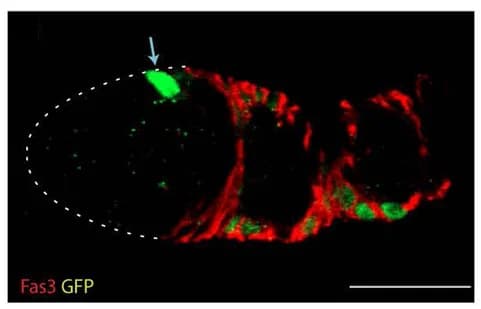 Open access visualization of Microscopy, FSC, GFP, Fas3, MARCM