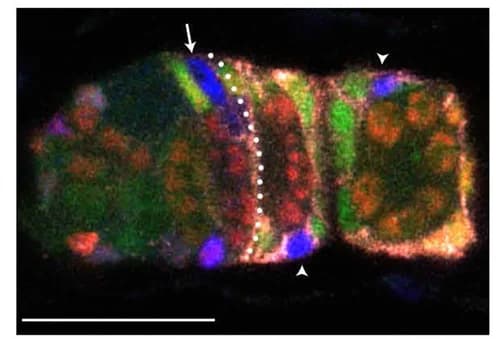 Open access visualization of Microscopy, FSC, GFP, RFP, lacZ