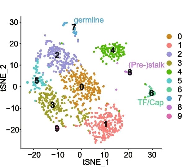 Open access visualization of Scatter Plot, UMAP, t-SNE plot, scRNA-seq