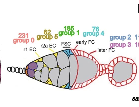 Open access visualization of Illustration, Germarium, Cell Clusters