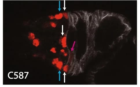 Open access visualization of Microscopy, UAS-RFP, Fas3 antibody, ECs, RFP