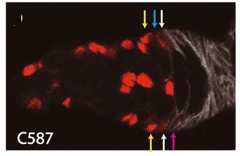 Open access visualization of Microscopy, UAS-RFP, Fas3 antibody, ECs, RFP