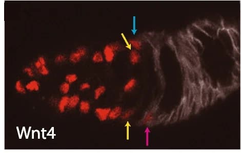 Open access visualization of Microscopy, UAS-RFP, Fas3 antibody, ECs, RFP