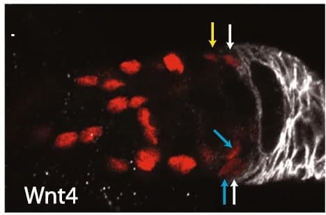 Open access visualization of Microscopy, UAS-RFP, Fas3 antibody, ECs, RFP