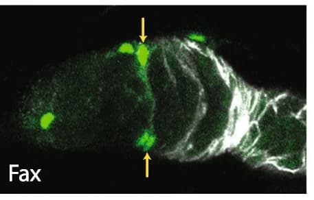 Open access visualization of Microscopy, GFP, fax-GAL4, ECs, Layer 1 cells