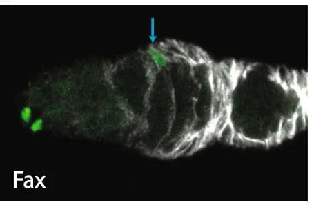 Open access visualization of Microscopy, GFP, fax-GAL4, ECs, Layer 1 cells