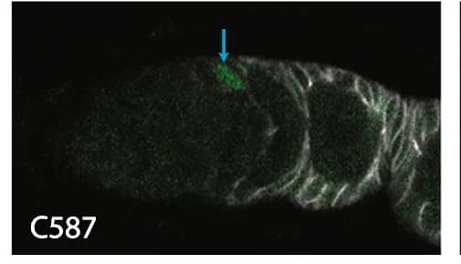 Open access visualization of Microscopy, GFP, C587-GAL4, ECs, Layer 1 cells