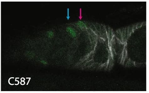 Open access visualization of Microscopy, GFP, C587-GAL4, ECs, Layer 1 cells