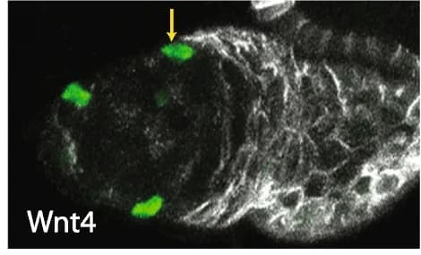 Open access visualization of Microscopy, GFP, Wnt4-GAL4, ECs, Layer 1 cells