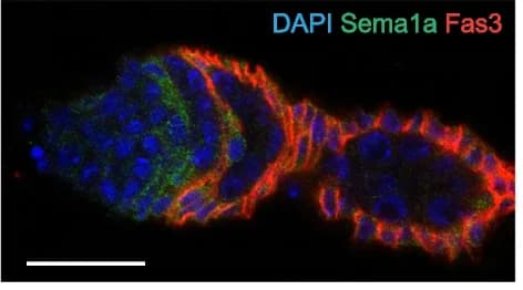 Open access visualization of Microscopy, Semaphorin 1a-GFP, Somatic Cells, ECs, FSCs