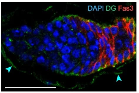 Open access visualization of Microscopy, Dystroglycan, Plasma membrane, ECM components, FSCs