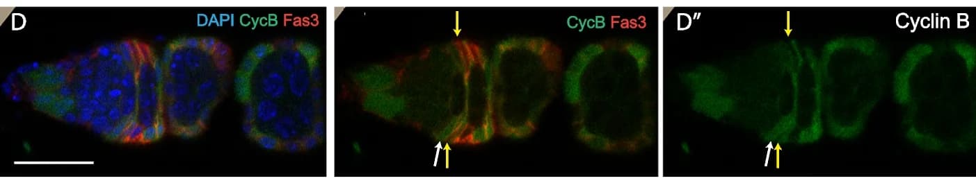 Open access visualization of Microscopy, Cyclin B-GFP, FSCs, FCs, Germline Cells
