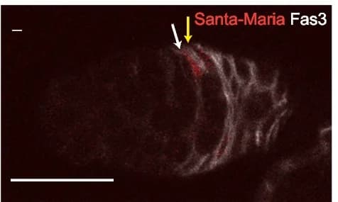 Open access visualization of Microscopy, Santa Maria-Gal4, UAS-RFP, FSCs
