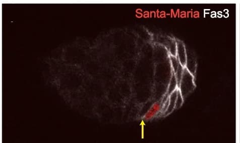 Open access visualization of Microscopy, Santa Maria-Gal4, UAS-RFP, FCs