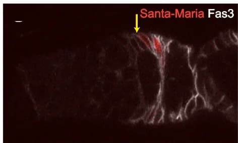 Open access visualization of Microscopy, Santa Maria-Gal4, UAS-RFP, FCs