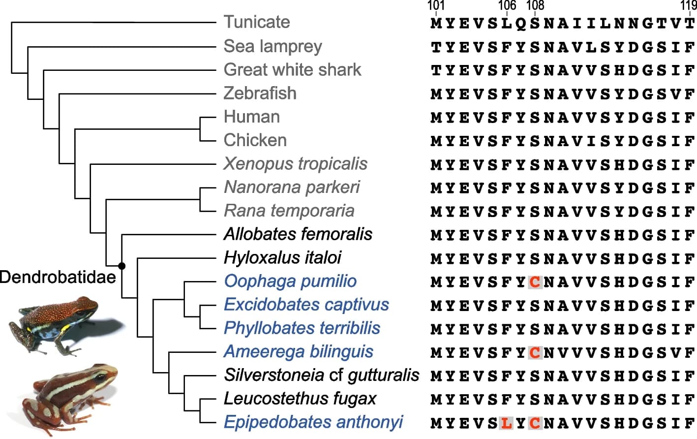 Open access visualization of Workflow, Flowchart, Chordates, Amino Acid Sequences, nAChR Subunit
