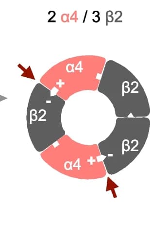 Open access visualization of Illustration, Receptors, nAChR, Stoichiometry