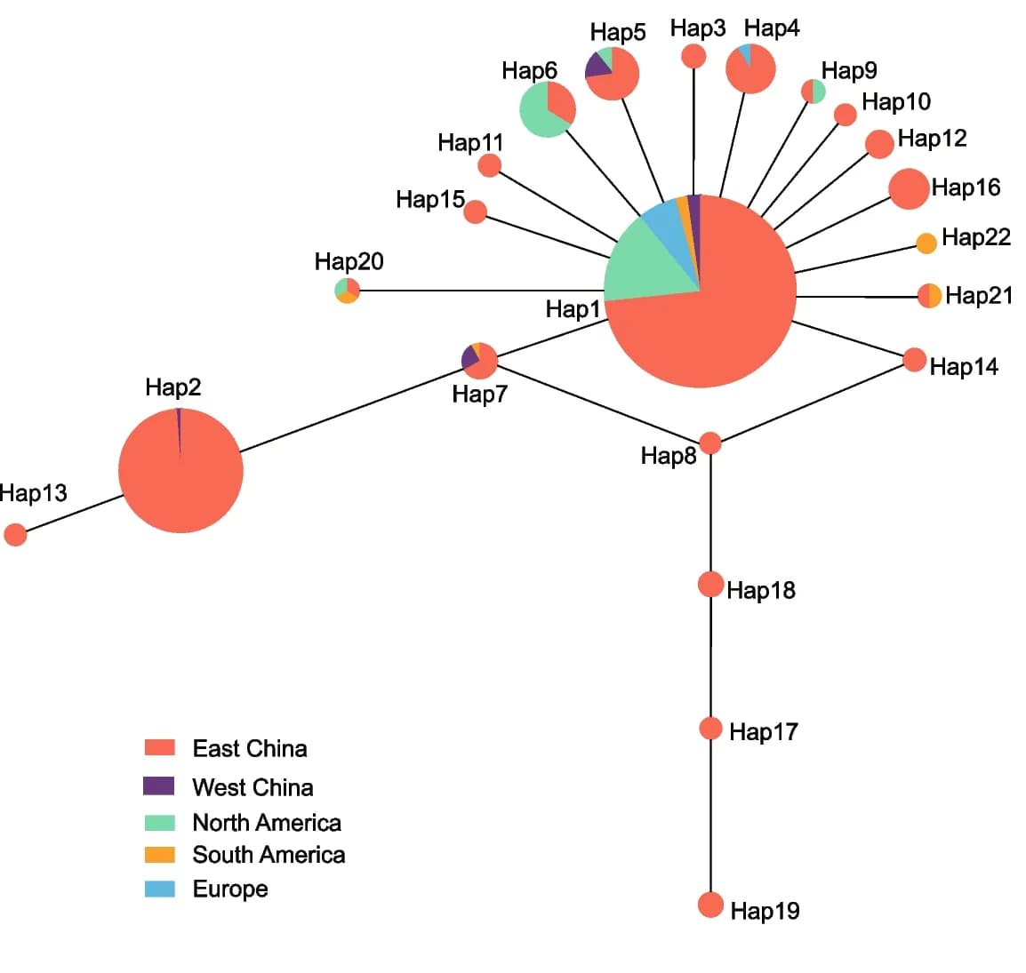 Open access visualization of Network, Pie Chart, Haplotype Network, Populations, Median-Joining Algorithm