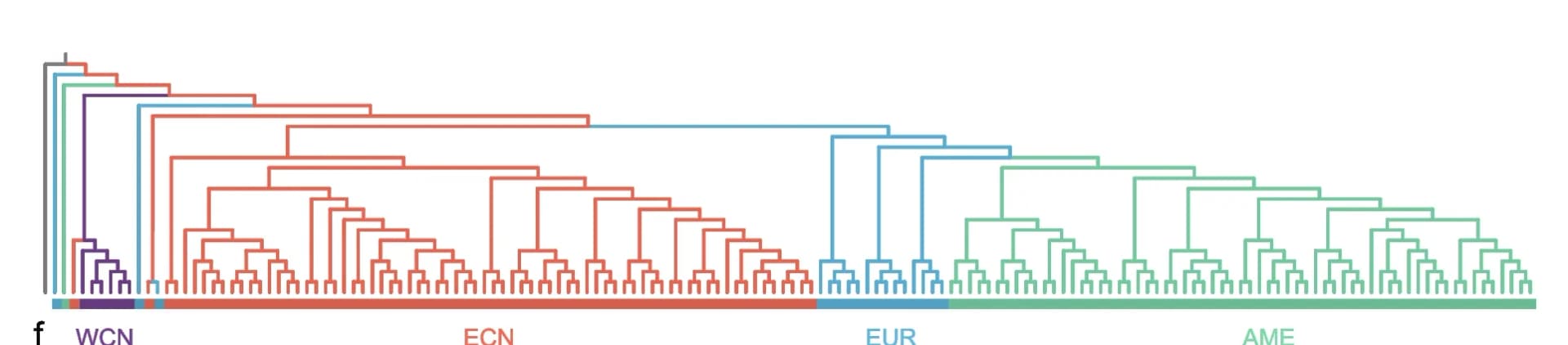 Open access visualization of Line Step, Phylogenetic tree, Sampled populations, Outgroup, WCN group