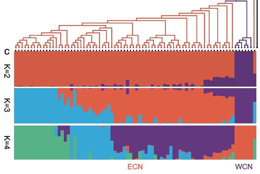 Open access visualization of Bar Plot, Clustered, Phylogenetic Tree, H. axyridis Populations, Outgroup