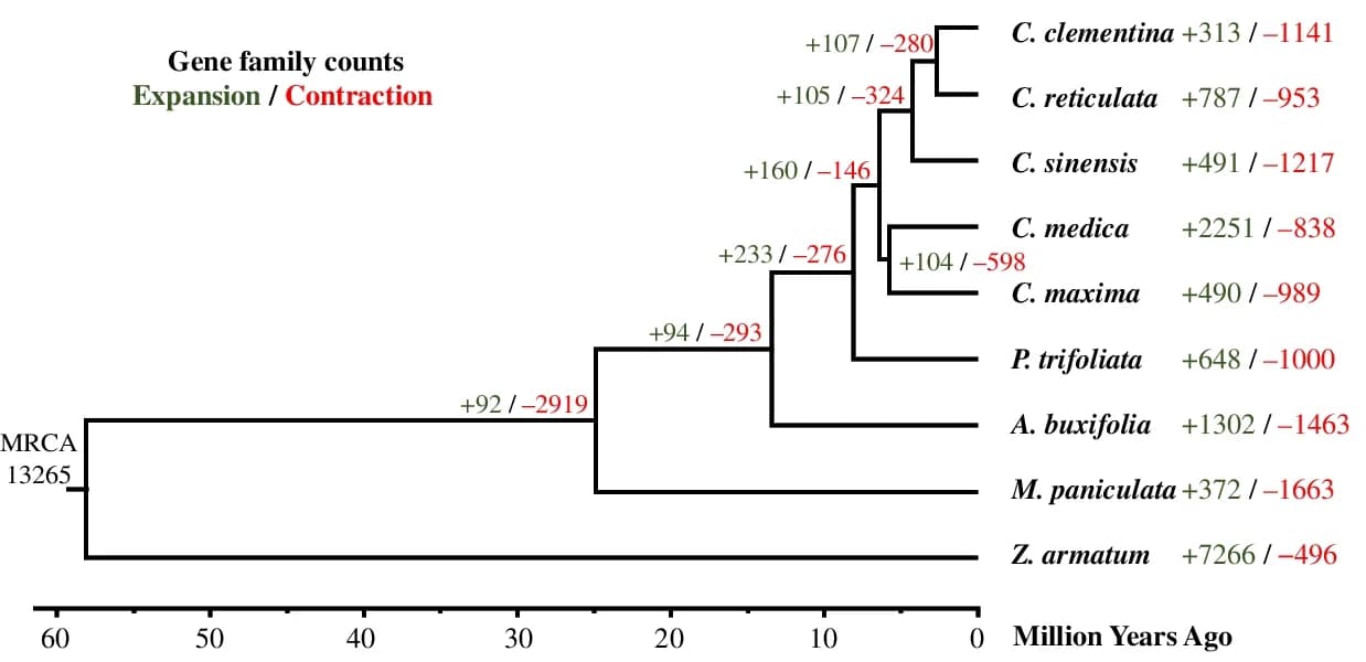 Open access visualization of Line Plot, Line Step, Phylogenetic Tree, Coding Sequences, Gene Families