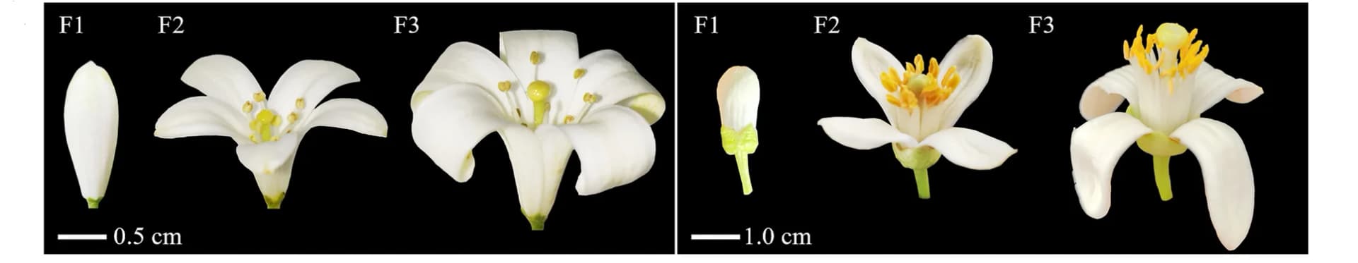 Open access visualization of Photo, Flower Morphology, M. paniculata, C. maxima, Flowering Stages