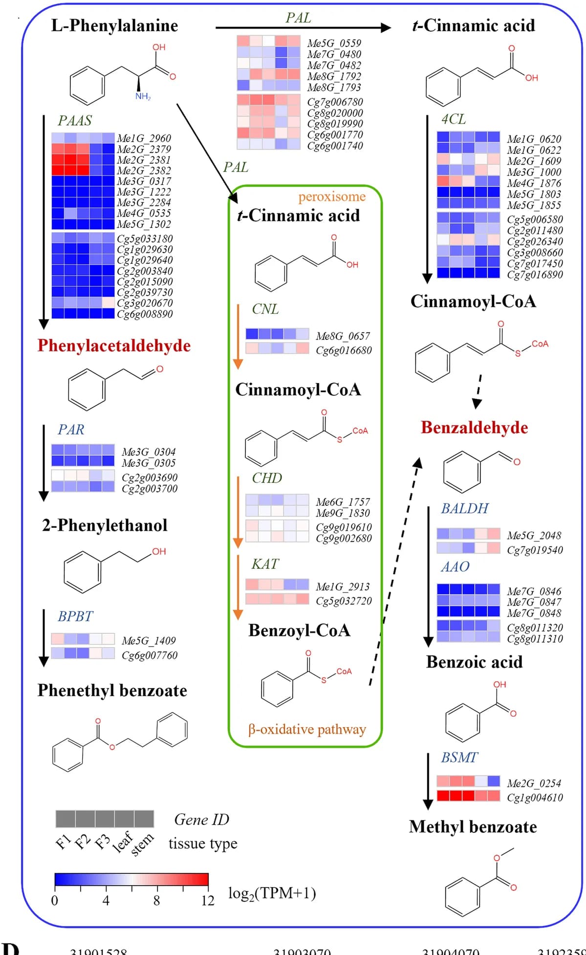 Open access visualization of Heatmap, Workflow, Benzaldehyde, Phenylacetaldehyde, Biosynthesis