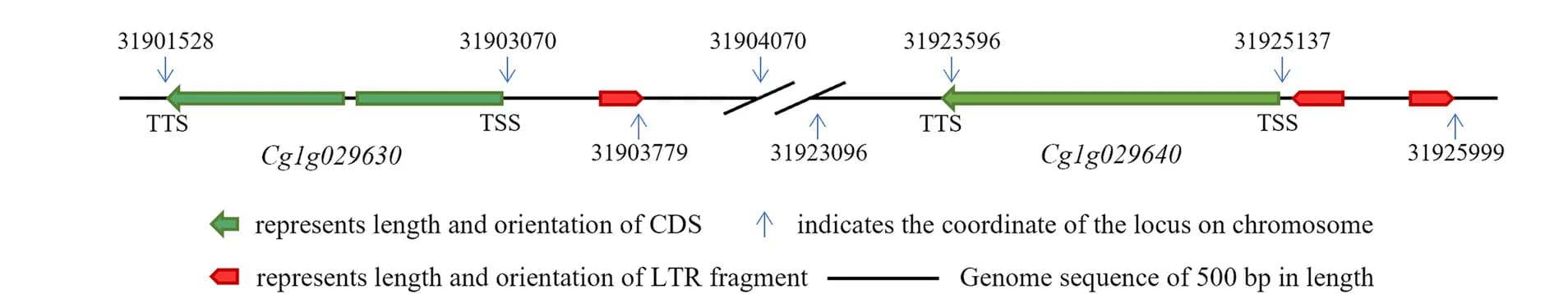 Open access visualization of Illustration, LTR insertions, PAAS genes, Genome sequence, Transcription start site