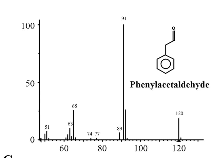 Open access visualization of Bar Plot, Mass spectrum, Phenylacetaldehyde, Molecular ion