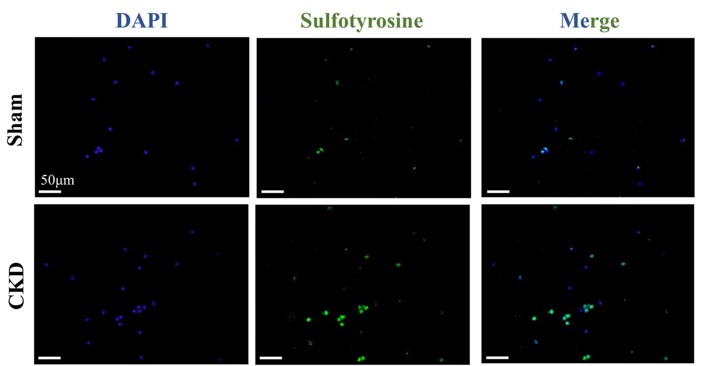 Open access visualization of Microscopy, Peripheral Blood, Sham-ApoE -/- Mice, CKD-ApoE -/- Mice, Sulfated Nucleated Cells