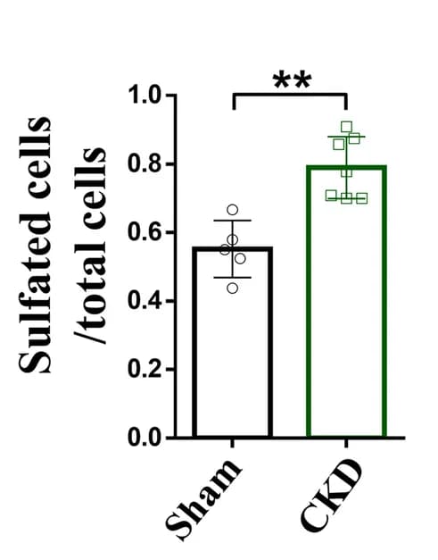 Open access visualization of Bar Plot, Error Bars, Peripheral Blood, Sham-ApoE -/- Mice, CKD-ApoE -/- Mice