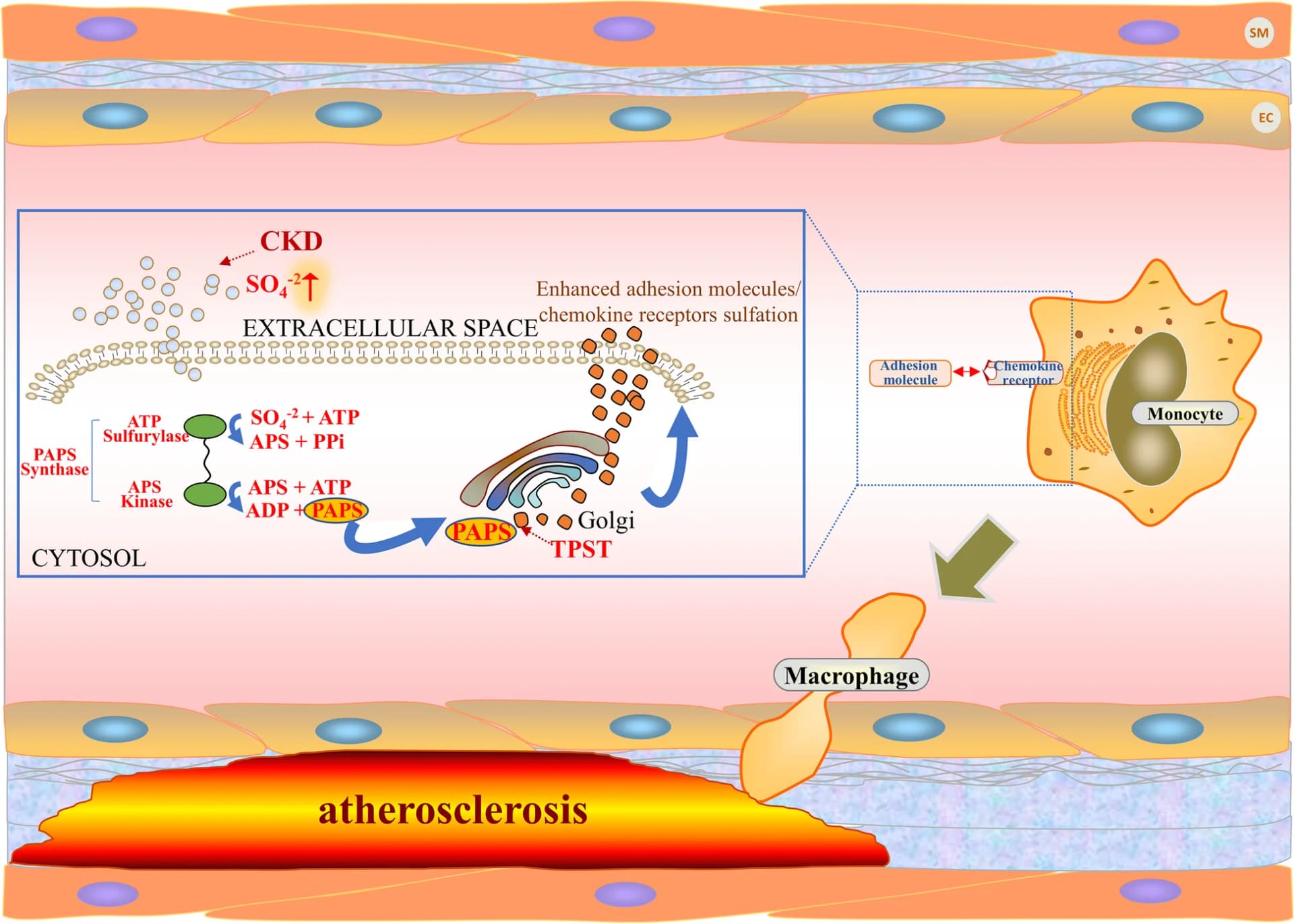 Open access visualization of Workflow, Flowchart, Illustration, Tyrosine Sulfation, CKD