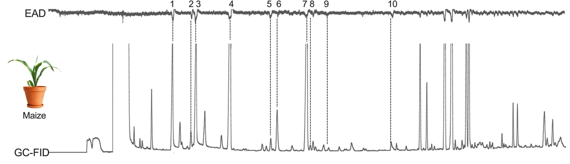 Open access visualization of Line Plot, Line Step, GC-EAD, S. frugiperda, Maize