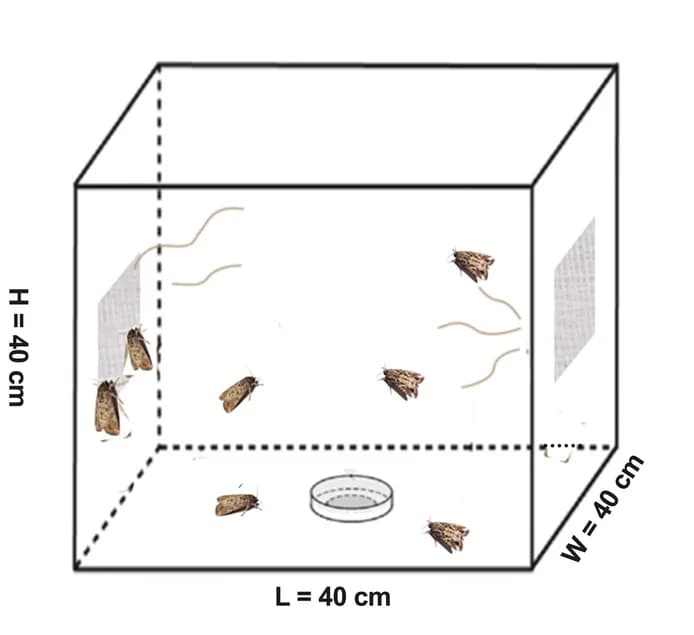 Open access visualization of Illustration, Oviposition assay