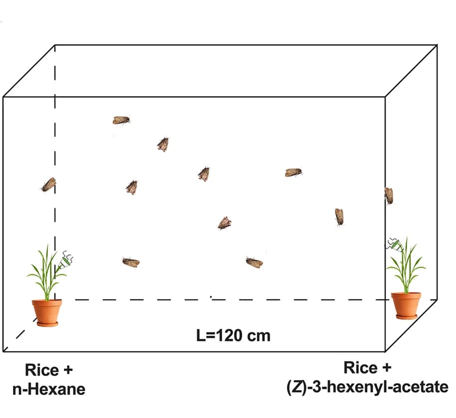 Open access visualization of Illustration, Oviposition Assay, Cage, (Z)-3-hexenyl-acetate