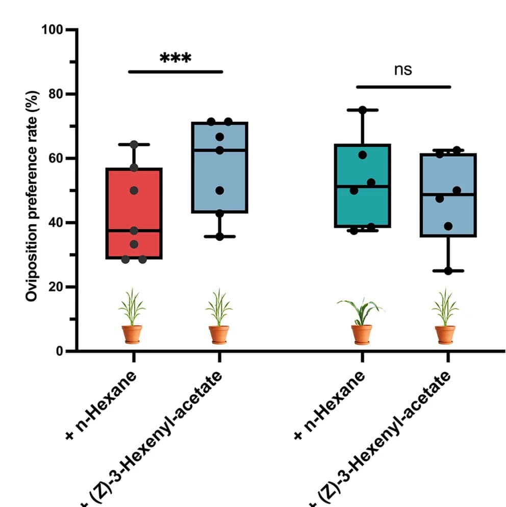 Open access visualization of Box Plot, Scatter Plot, Oviposition Rate, Females, Choice Tests