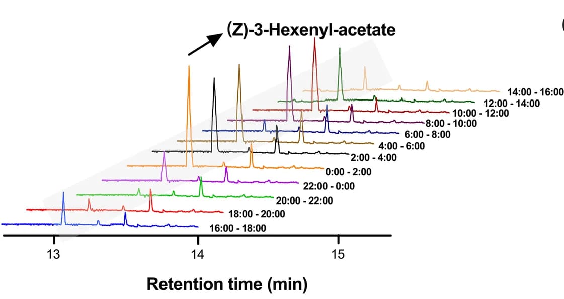 Open access visualization of Line Plot, Density Plot, Emissions, (Z)-3-hexenyl-acetate, Maize
