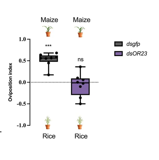 Open access visualization of Box Plot, Oviposition preference, dsgfp, dsOR23, Females