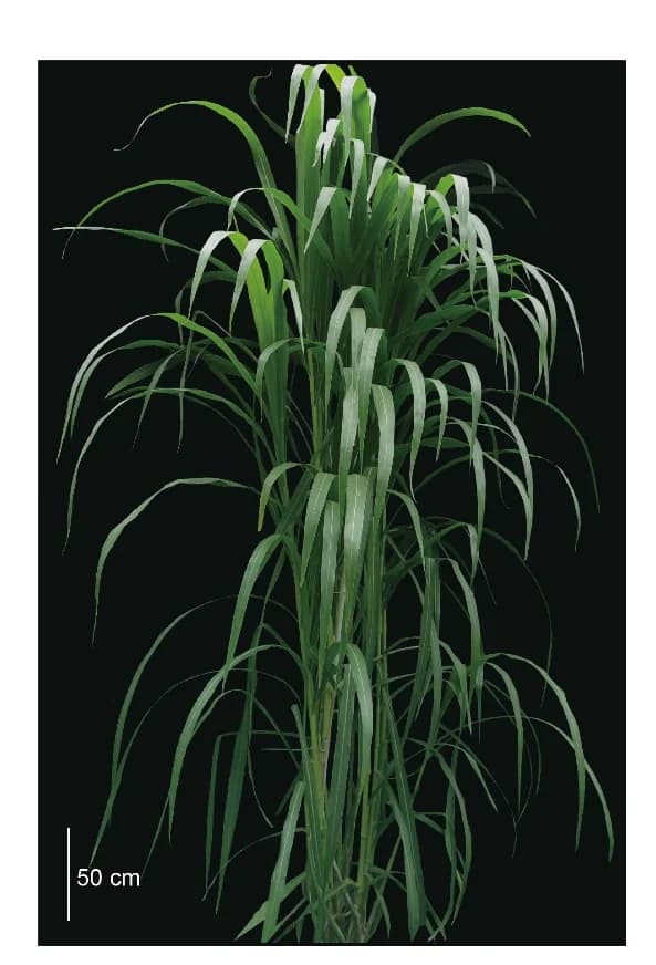Open access visualization of Photo, Pennisetum giganteum, Morphology