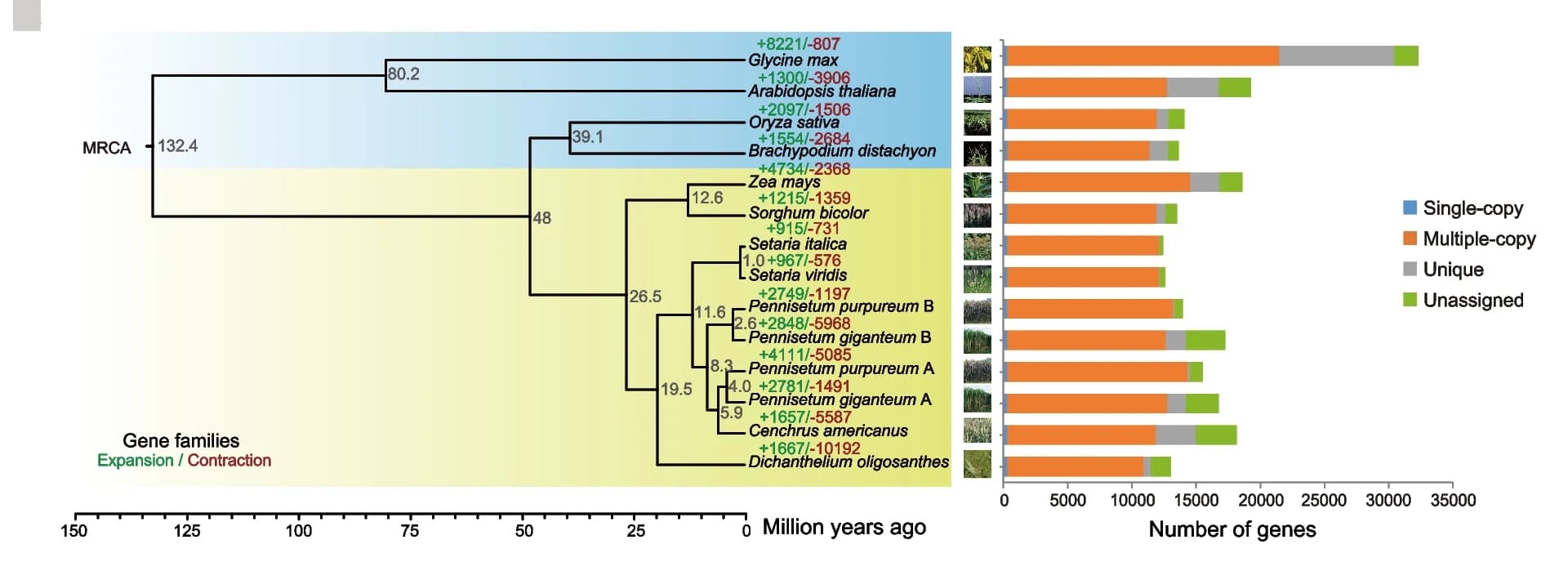 Open access visualization of Bar Plot, Stacked Bar Plot, Line Plot, Phylogenetic Relationship, Plant Species