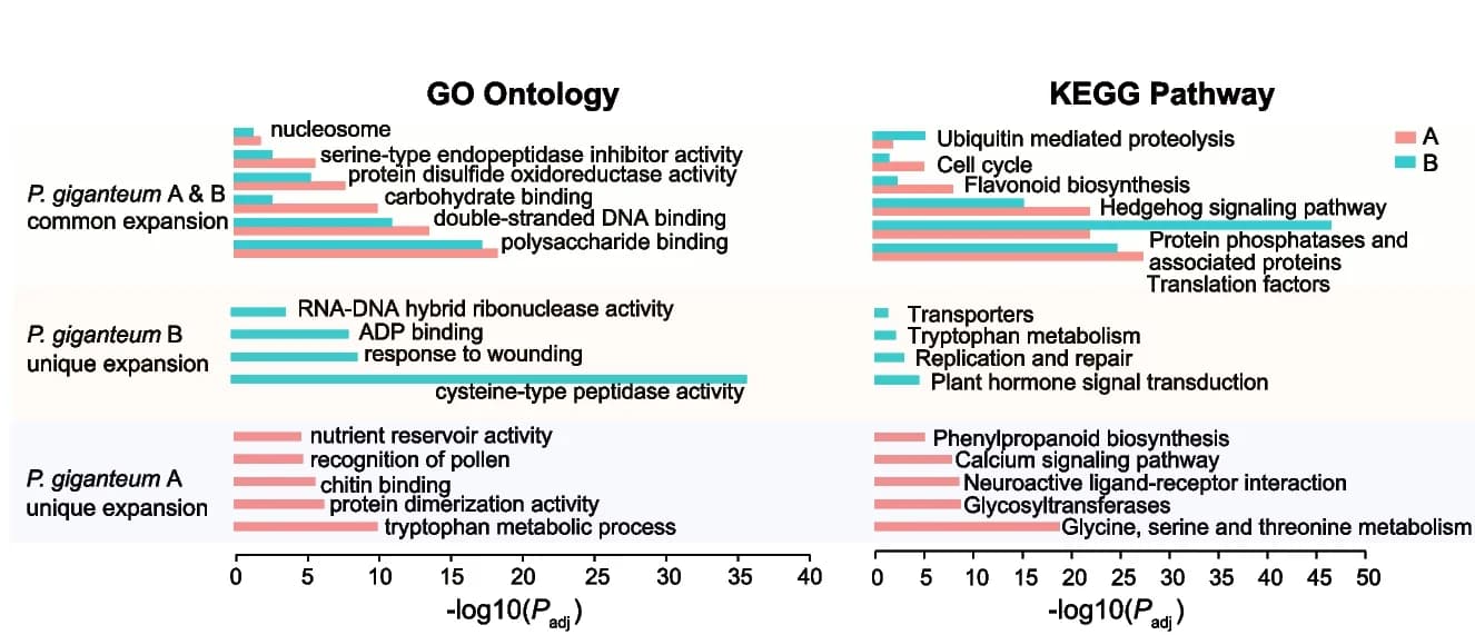 Open access visualization of Bar Plot, Gene Ontology, KEGG Enrichment Analysis, Subgenomes