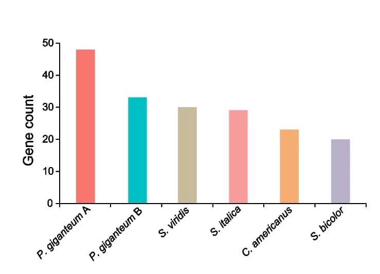 Open access visualization of Bar Plot, Gene Distribution, Proteins, Chalcone Synthases, Stilbene Synthases