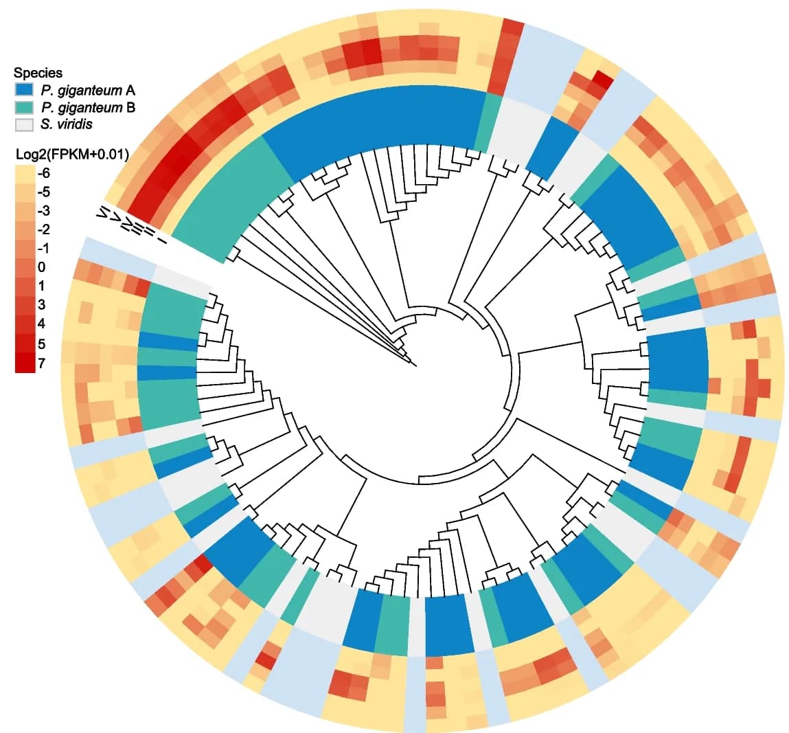 Open access visualization of Heatmap, Clustered, Chalcone Synthase Gene Family, Subgenomes, Gene Expression